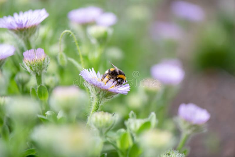 Seaside fleabane Erigeron glaucus, flower with bumblebee